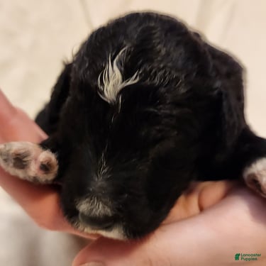 Mini Aussiedoodle dogs for sale: Stella_Female Tuxedo - Ad 10