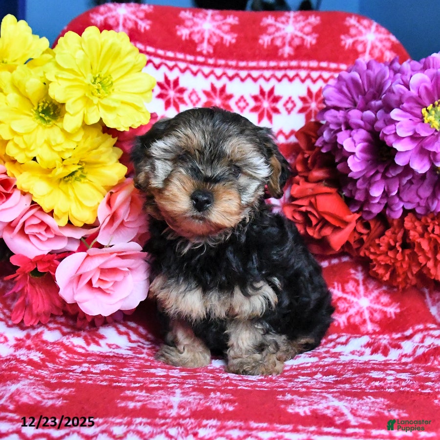 Yorkiepoo dogs Hershey - Ad 34