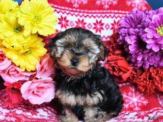 Yorkiepoo dogs Hershey - Ad 13