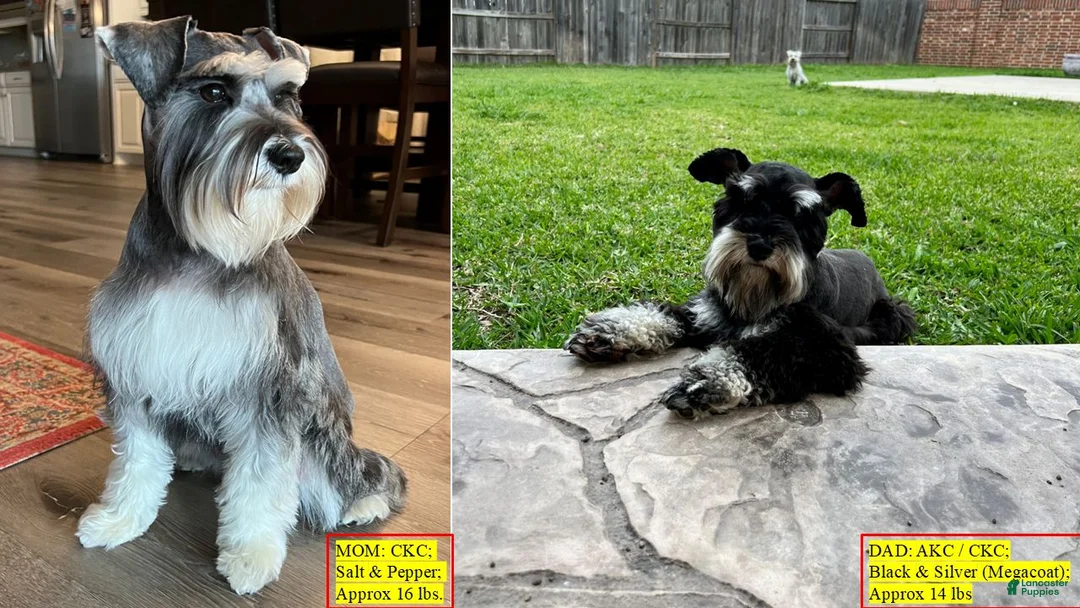 Miniature Schnauzer dogs for sale: Harmony - Ad 7