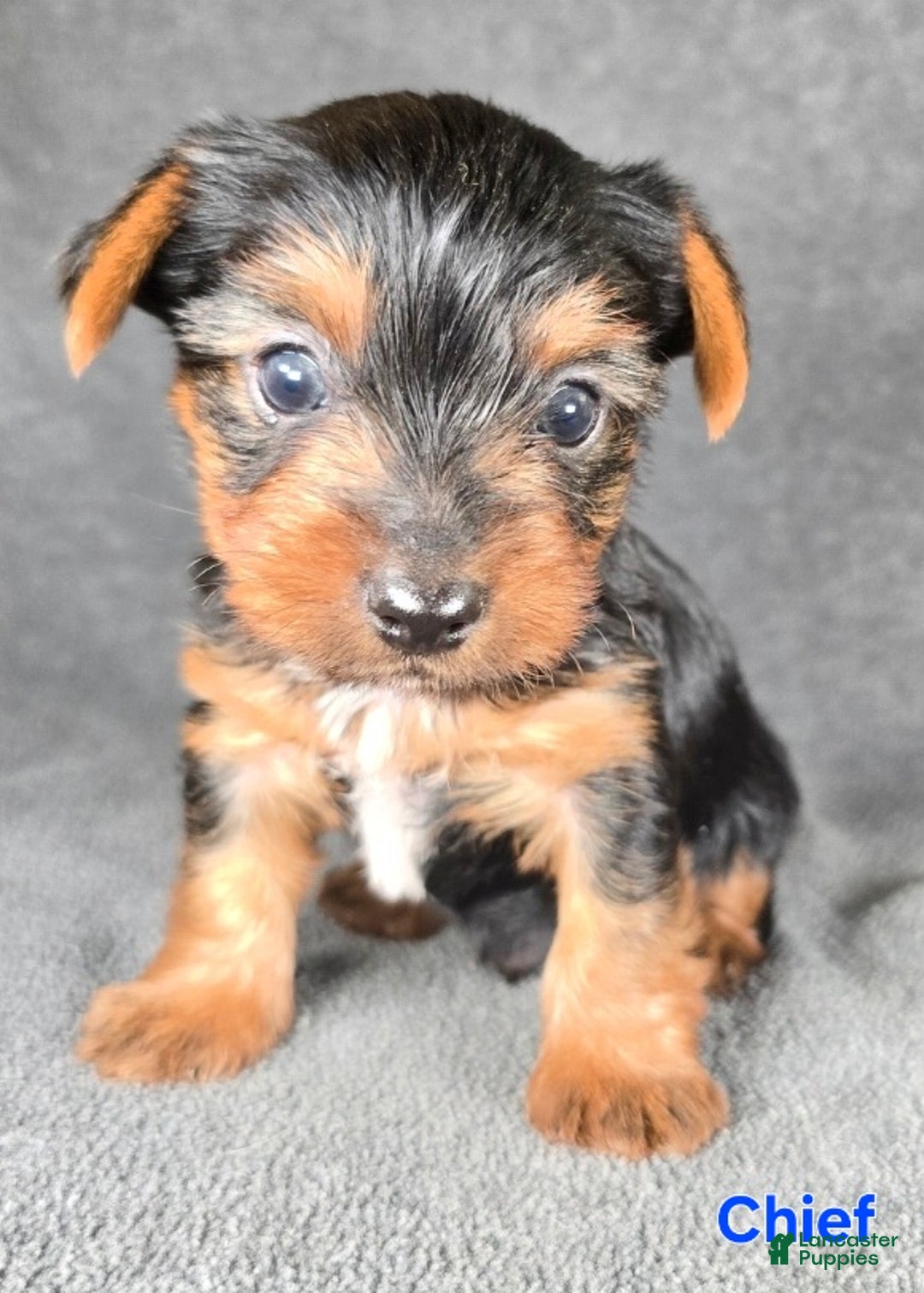 Yorkshire Terrier dogs for sale: Chief - Ad 8