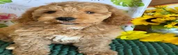 Mini Goldendoodle dogs for sale: Thompson - Ad 3