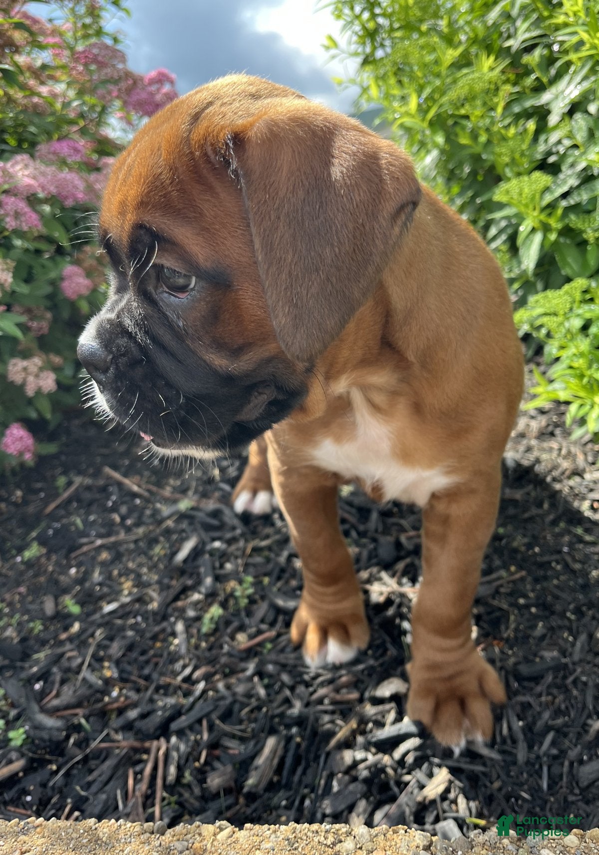 Boxer dogs Dixie - Ad 2