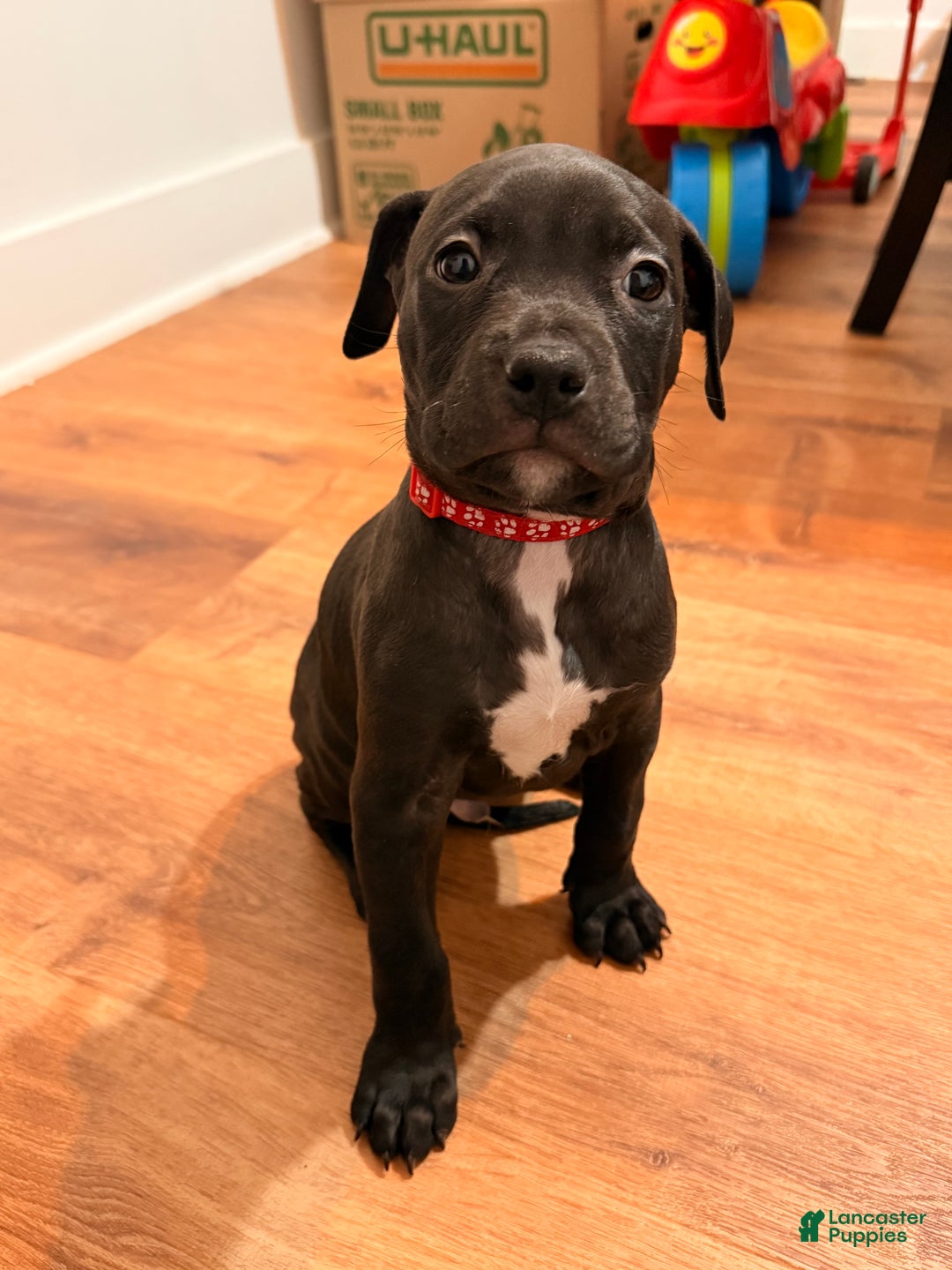 Mixed Breed dogs for sale: Pup Orange - Ad 11