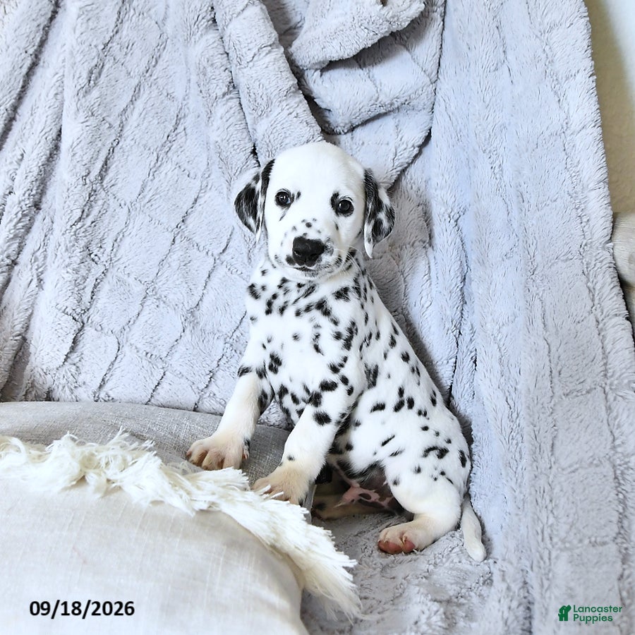 Dalmatian dogs Pongo - Ad 1