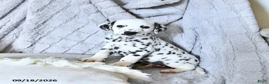 Pongo