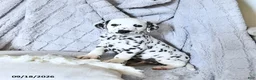 Dalmatian dogs for sale: Pongo - Ad 1
