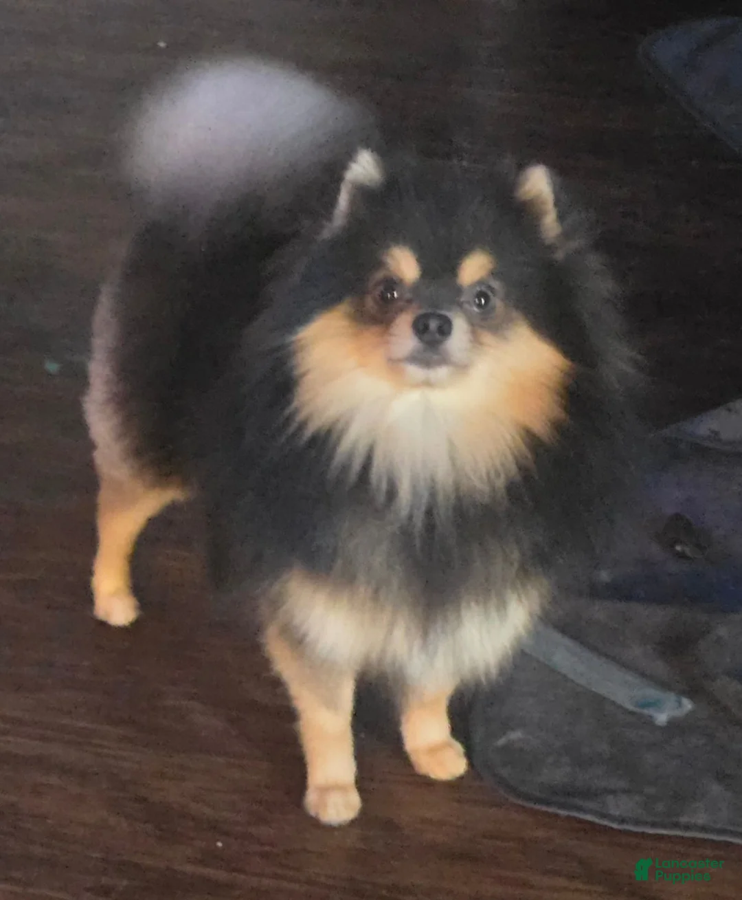 Pomeranian dogs for sale: Pomeranian 1 - Ad 7