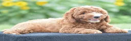 Miniature Poodle dogs for sale: Ridge - Ad 4