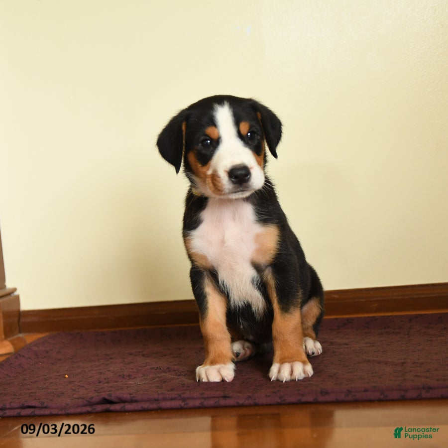 Greater Swiss Mountain Dog dogs Joshua - Ad 2