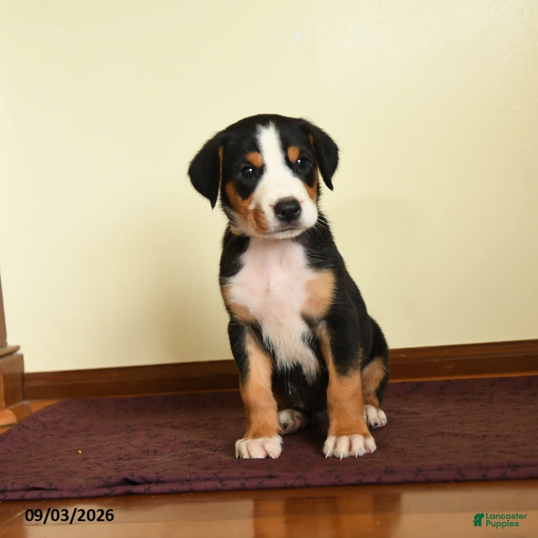 Greater Swiss Mountain Dog dogs for sale: Joshua - Ad 2