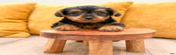 Yorkshire Terrier dogs for sale: Nova - Ad 3