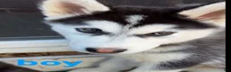 Siberian Husky dogs for sale: Siberian Husky Puppy  - Ad 2