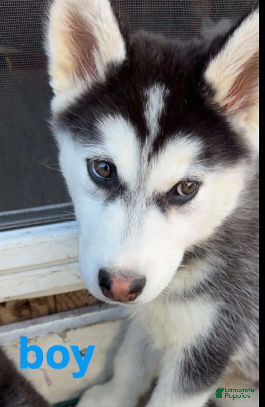 Siberian Husky dogs for sale: Siberian Husky Puppy  - Ad 2