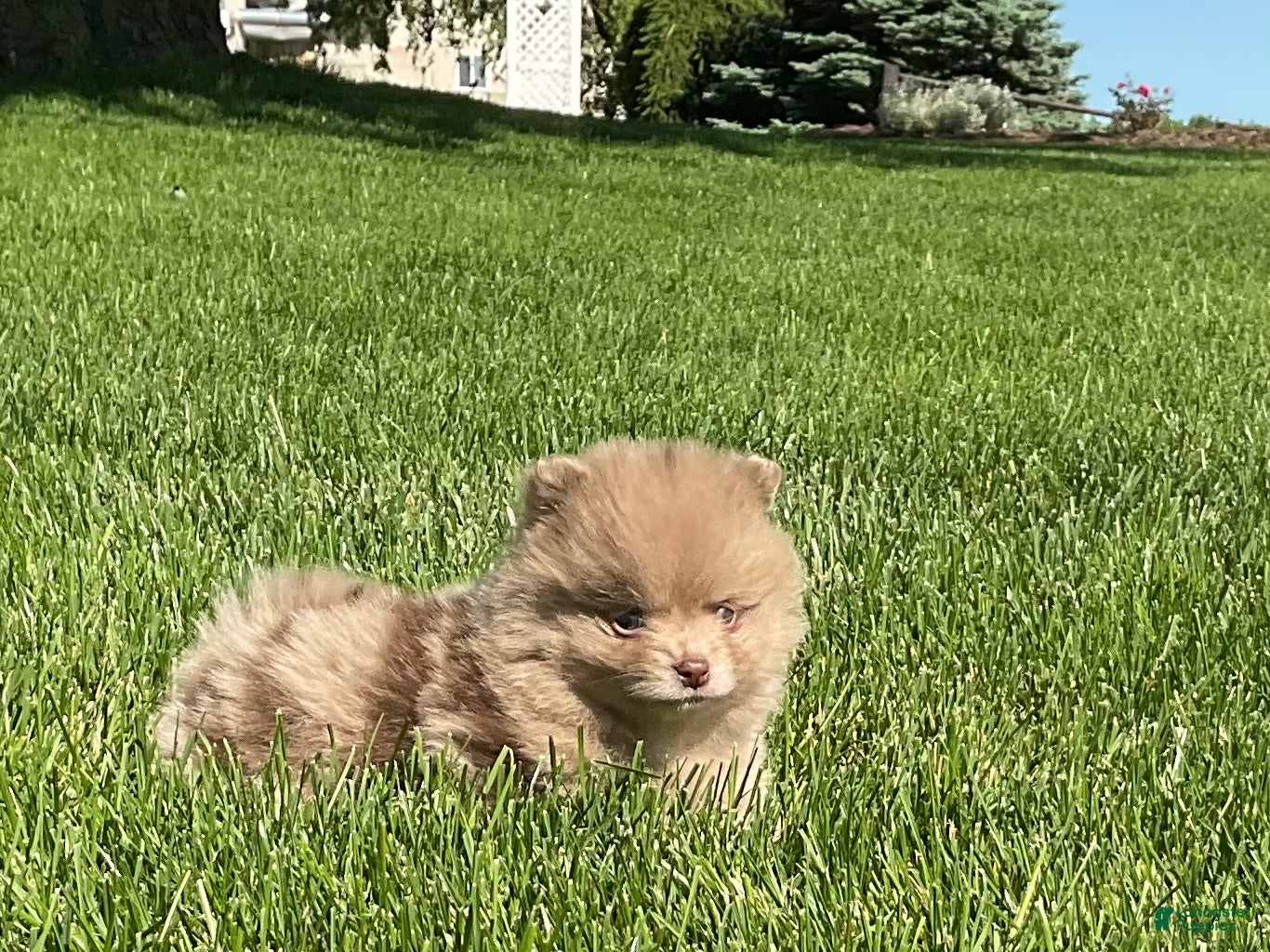 Pomeranian dogs Chief  - Ad 2
