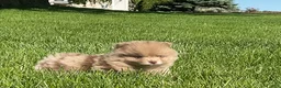Pomeranian dogs for sale: Chief  - Ad 2