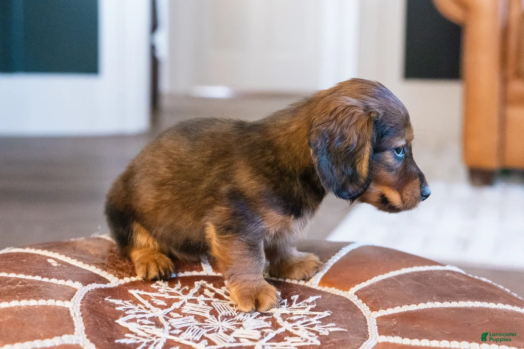 Miniature Dachshund dogs for sale: Pretzel von Pupperstein - Ad 5