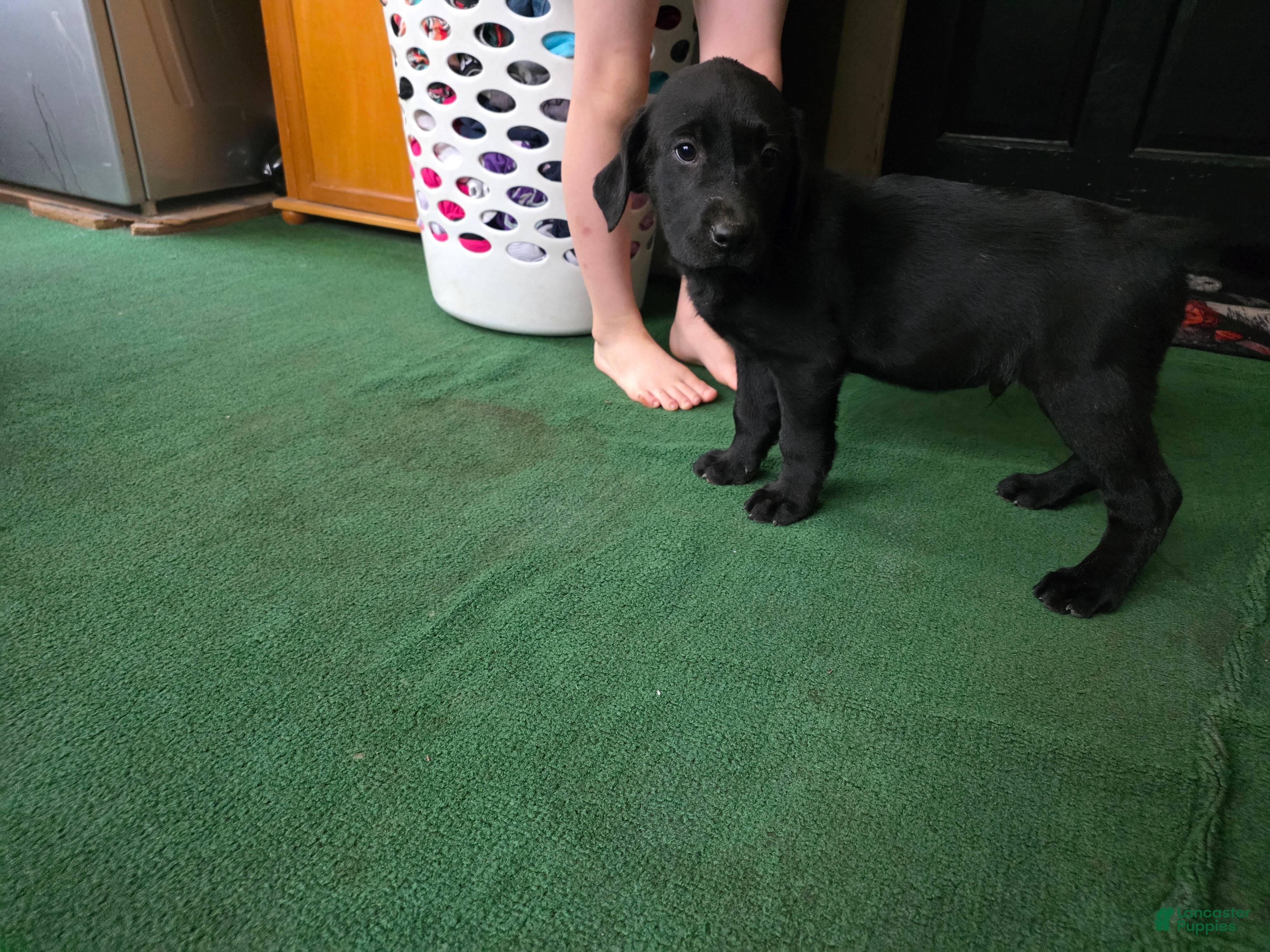 Labrador Retriever dogs Labrador Retriever Puppy 4 - Ad 20