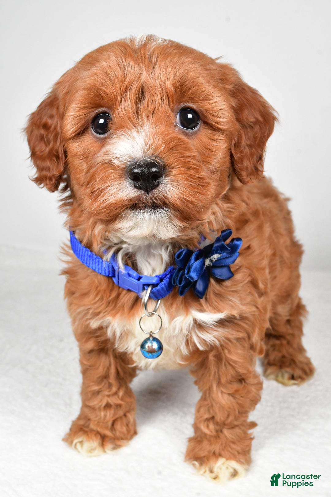 Cavapoo dogs for sale: Tanner - Ad 8