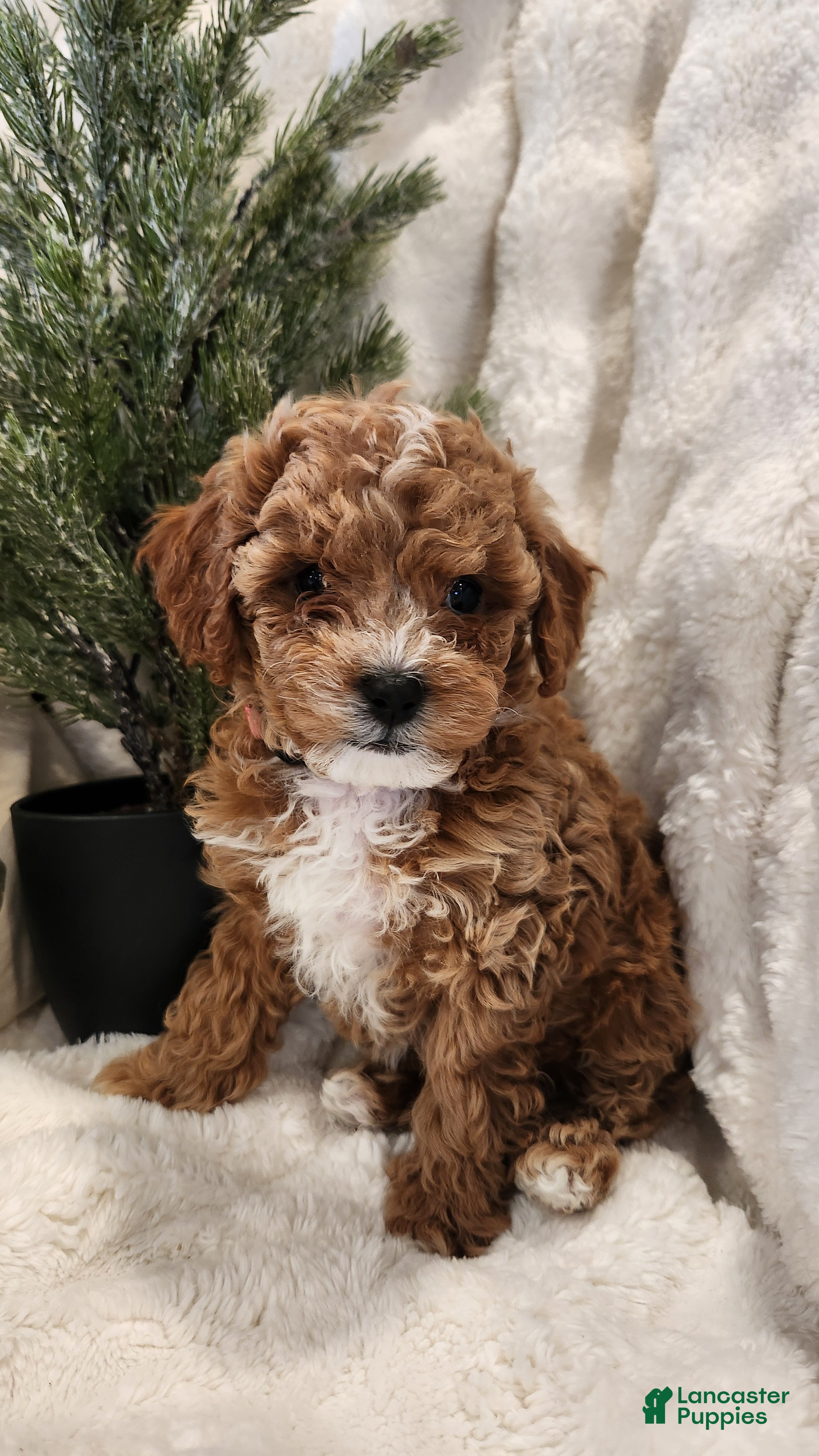 Cavapoo dogs Maggie - Ad 24