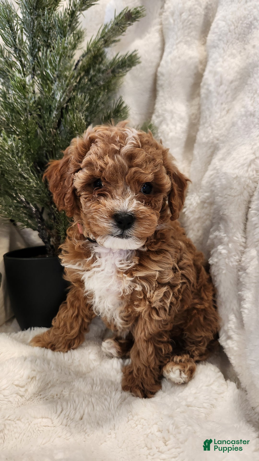 Cavapoo dogs for sale: Maggie - Ad 1