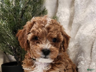Cavapoo dogs Maggie - Ad 14