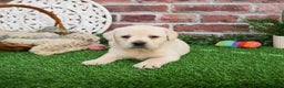 Labrador Retriever dogs for sale: Clarke - Ad 3