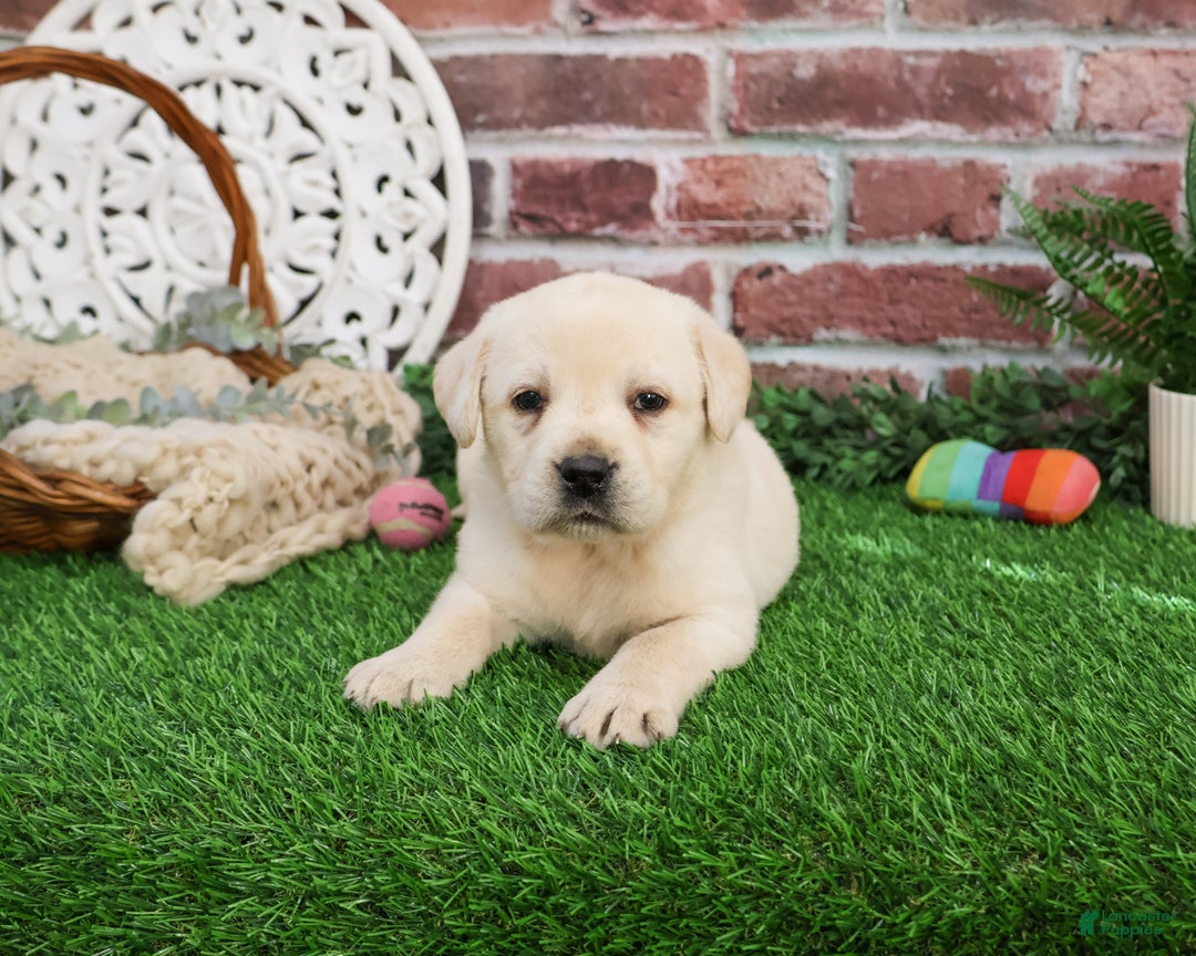 Labrador Retriever dogs for sale: Clarke - Ad 3