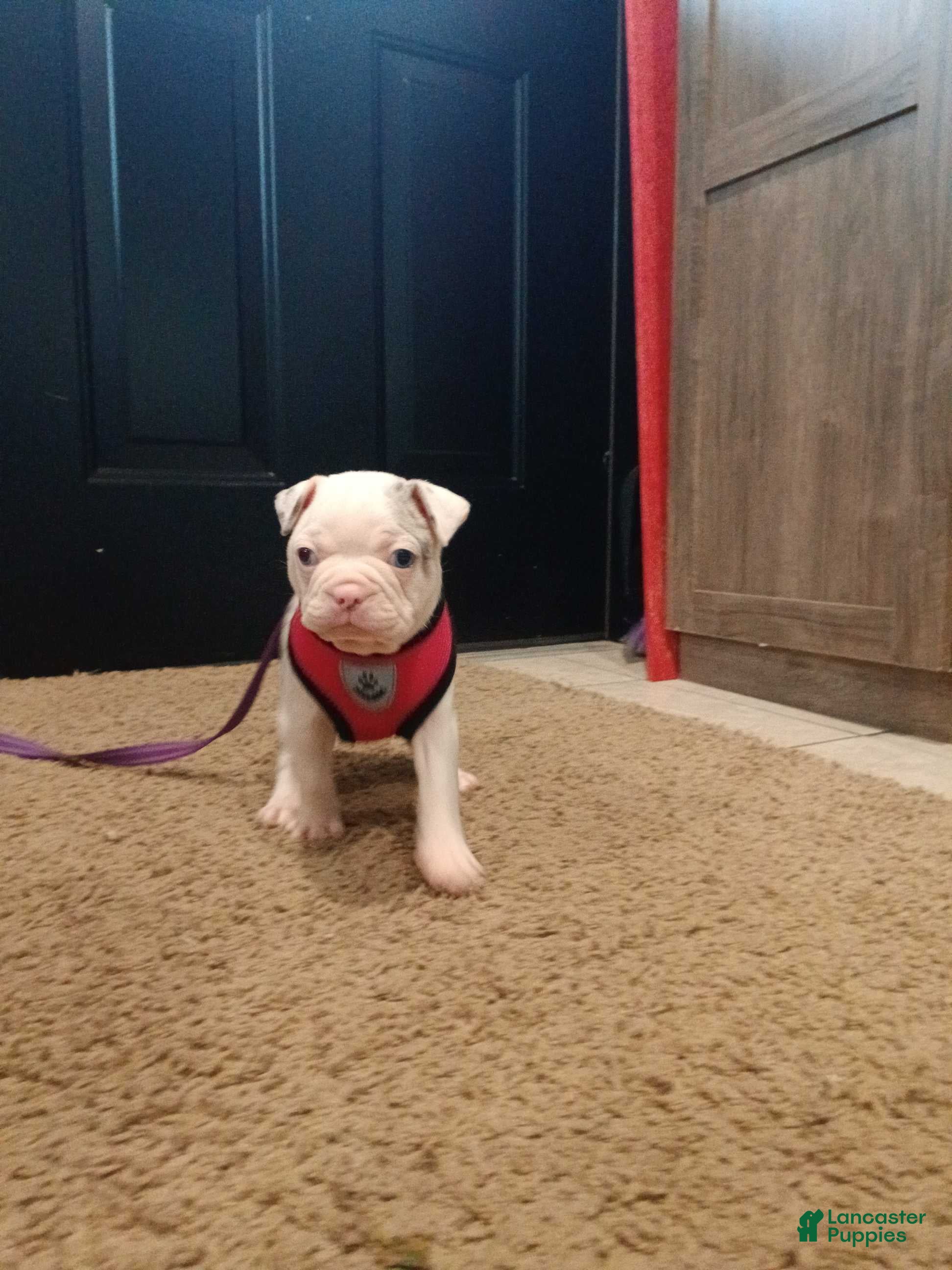 Frenchton dogs Donna - Ad 2