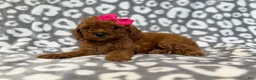 Cavapoo dogs for sale: Lottie - Ad 6