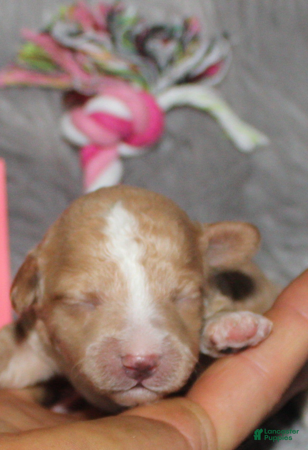 Havapoo dogs Zoey 🌷 - Ad 1