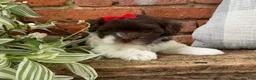 Havapoo dogs for sale: Bella - Ad 9