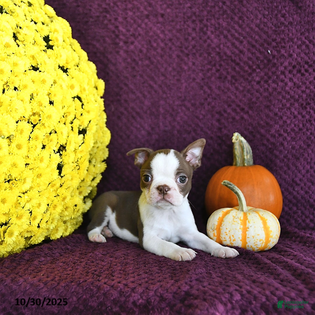 Boston Terrier dogs for sale: Trent - Ad 12