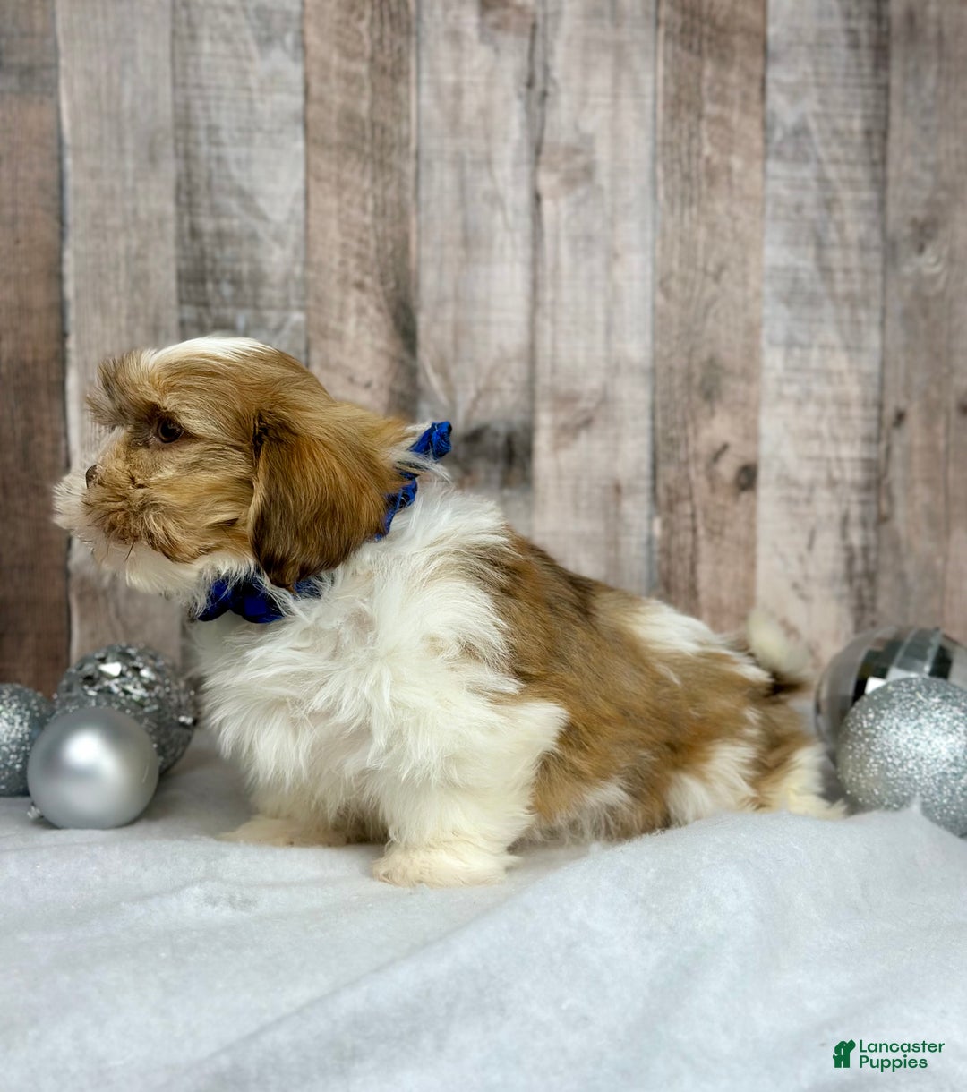 Shih Tzu dogs for sale: Harley - Ad 2