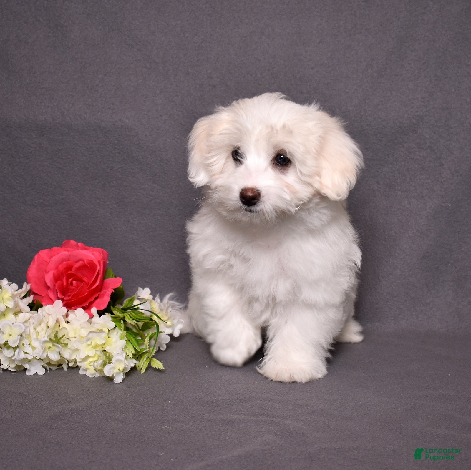 Coton De Tulear dogs Belle  - Ad 2