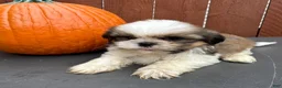 Shih Tzu dogs for sale: Fudge - Ad 6