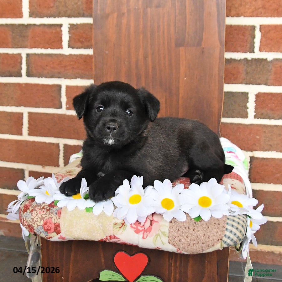 Mixed Breed dogs Lonnie - Ad 1