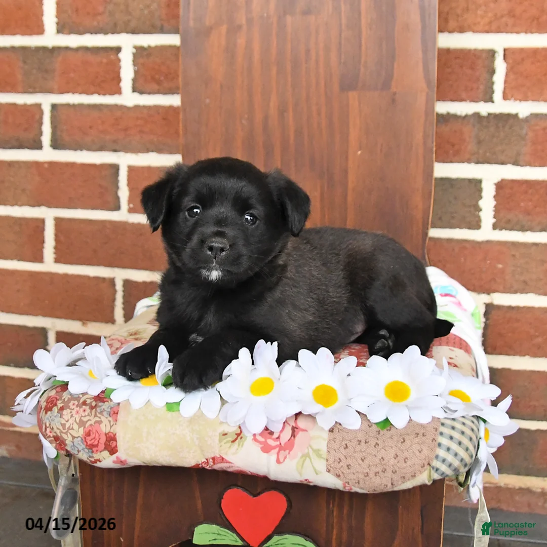 Mixed Breed dogs for sale: Lonnie - Ad 1