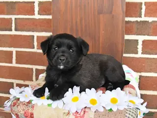 Mixed Breed dogs for sale: Lonnie - Ad 3