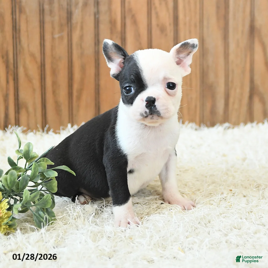 Boston Terrier dogs for sale: Misha - Ad 3