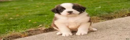 Saint Bernard dogs for sale: William Saint Bernard  - Ad 10