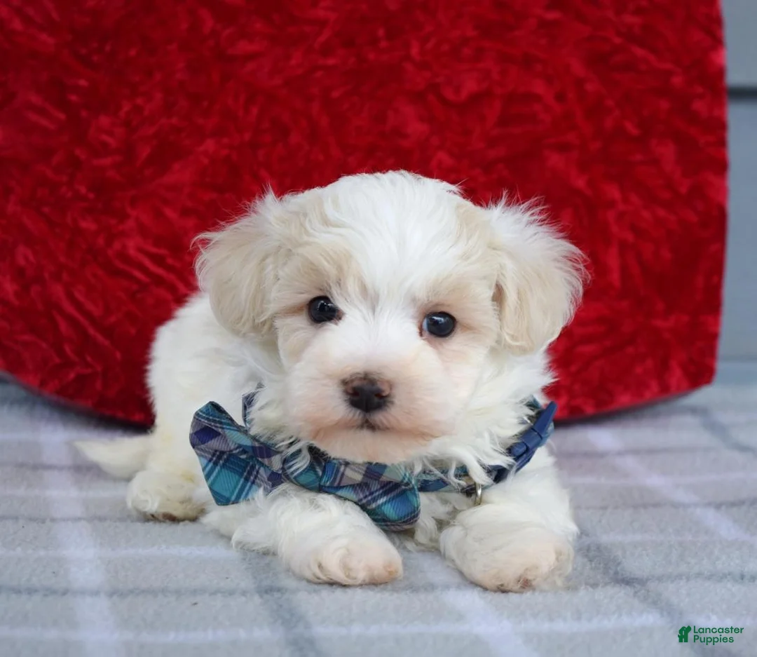 Maltipoo dogs for sale: Caleb  - Ad 6