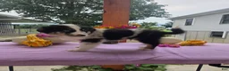 Australian Shepherd dogs for sale: Charlie - Ad 9