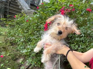 Morkie dogs Dayzi - Ad 39