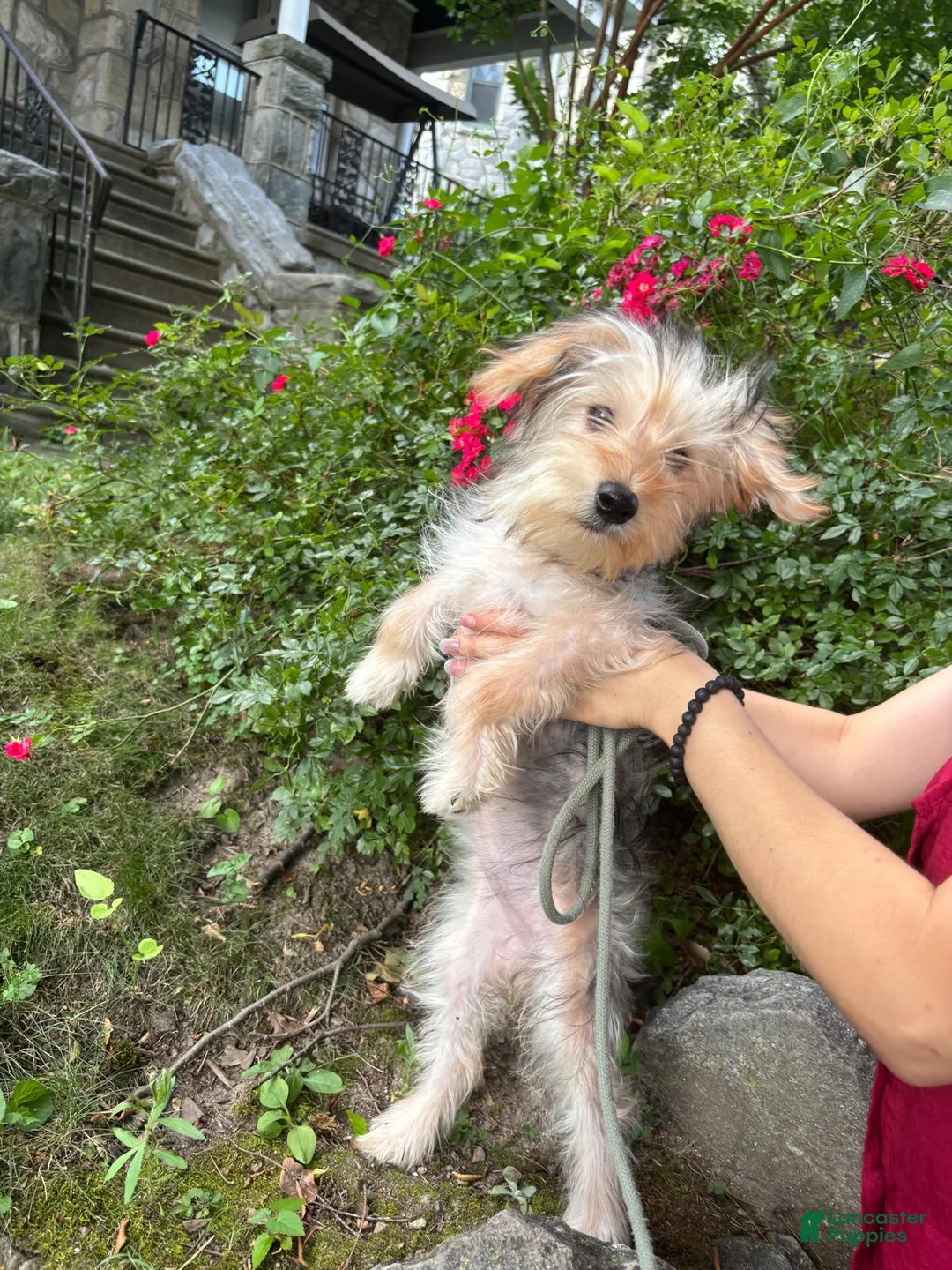 Morkie dogs for sale: Dayzi - Ad 1