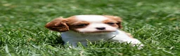Cavalier King Charles Spaniel dogs for sale: Arlan Cavalier King Charles Spaniel Puppy  - Ad 12