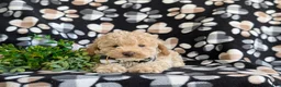Toy Poodle dogs for sale: Sheldon 7 lbs Full Grown - Ad 6