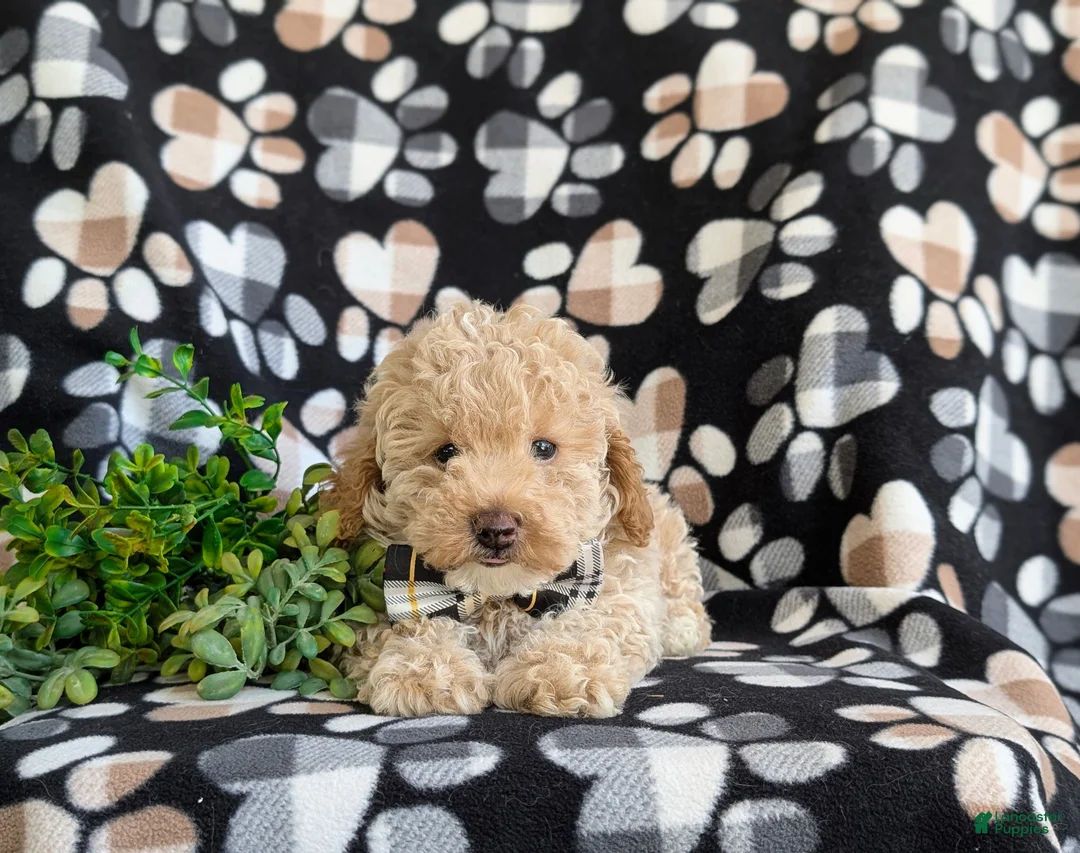 Toy Poodle dogs for sale: Sheldon 7 lbs Full Grown - Ad 6