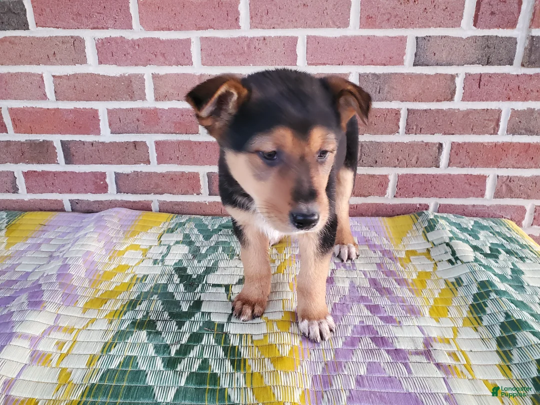 Mixed Breed dogs for sale: Molly - Ad 6