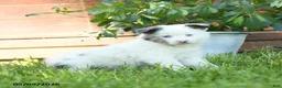 Miniature Australian Shepherd dogs for sale: Geronimo - Ad 3